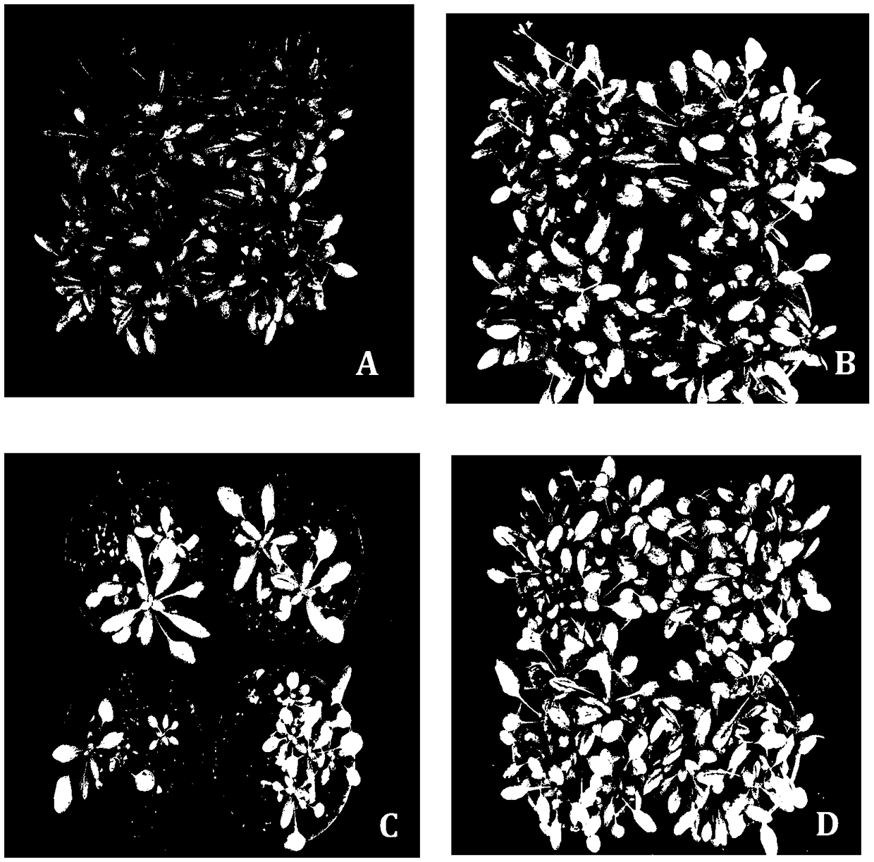 Application of nano zinc oxide in improving salt stress tolerance of plants