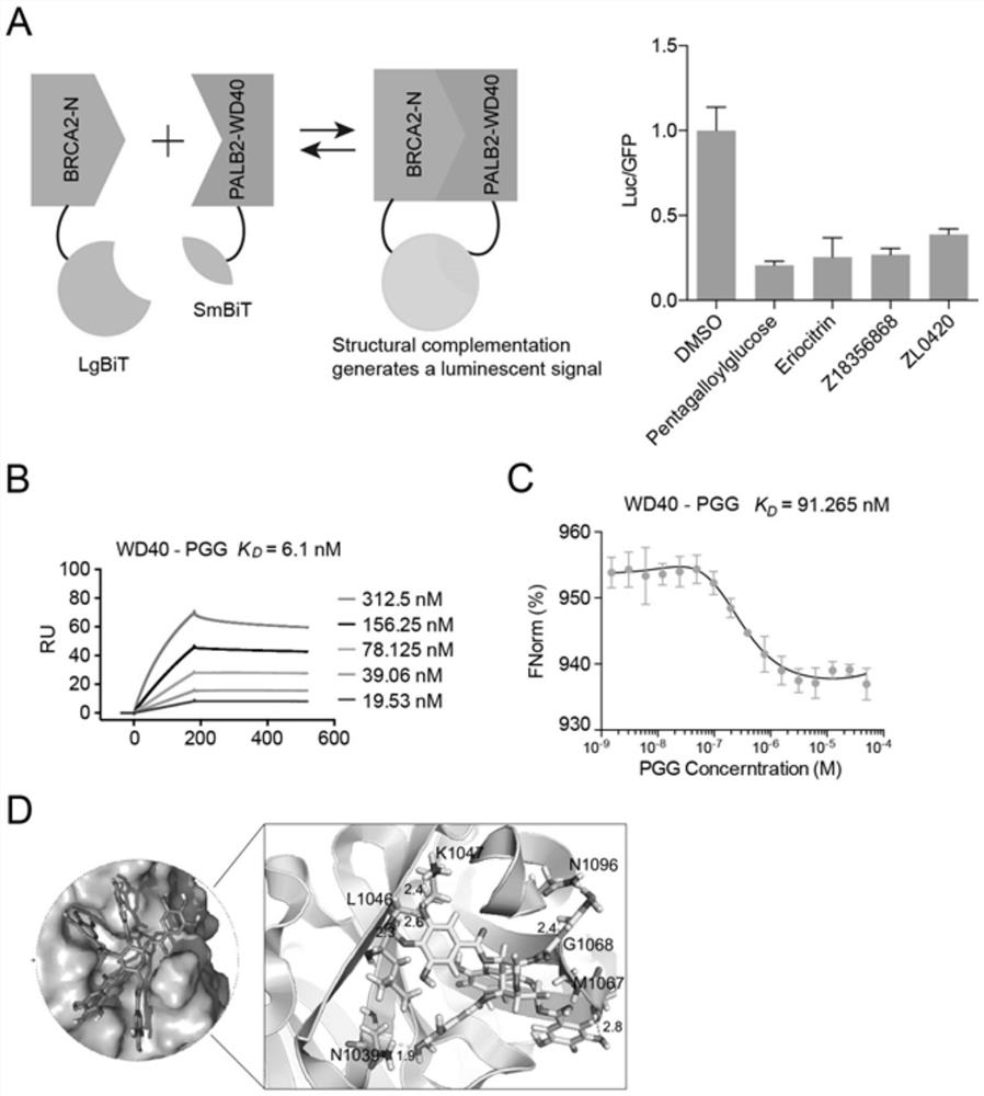 Application of beta-pentagalloylglucose in tumor resistance