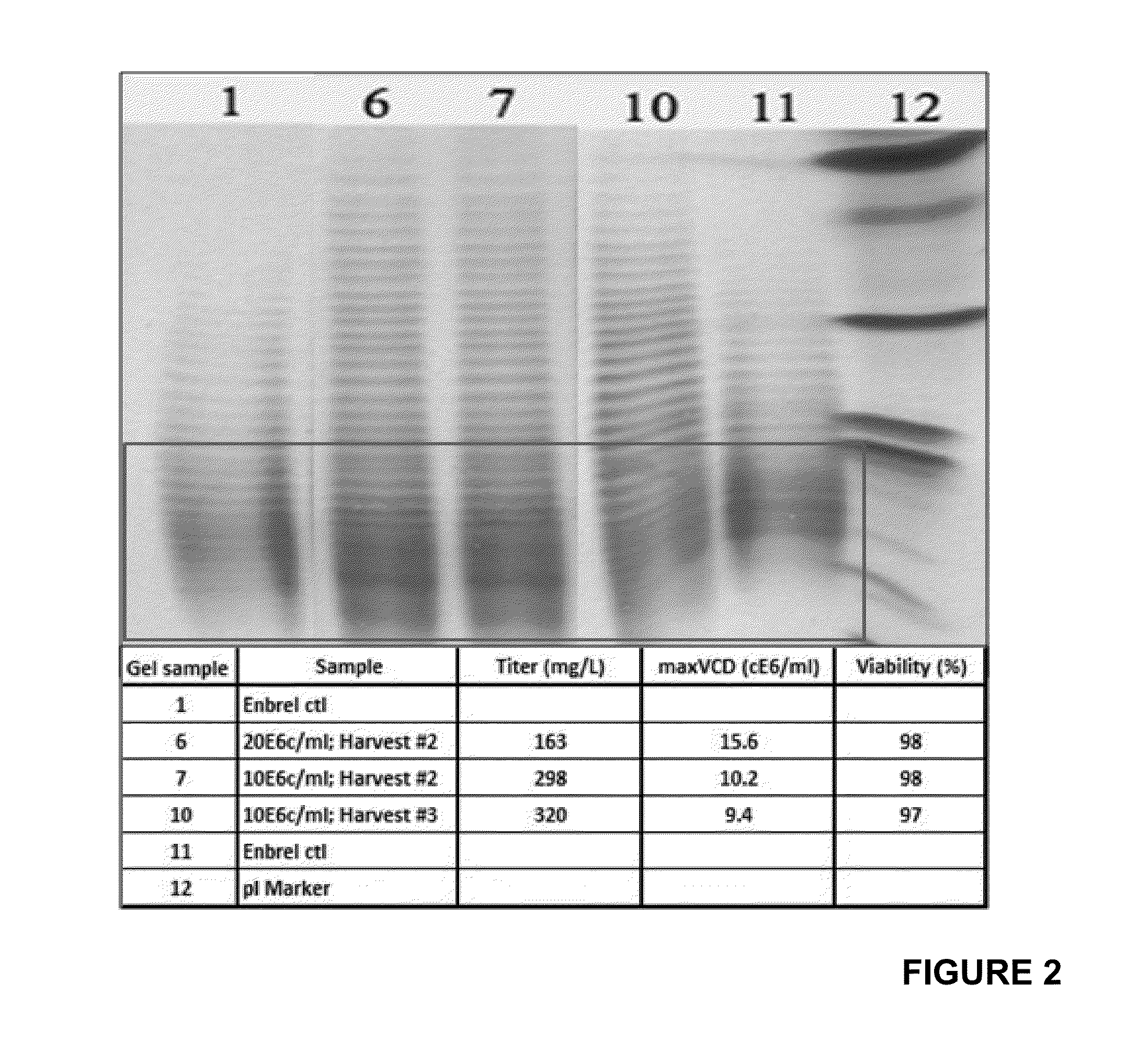 Protein Production Method