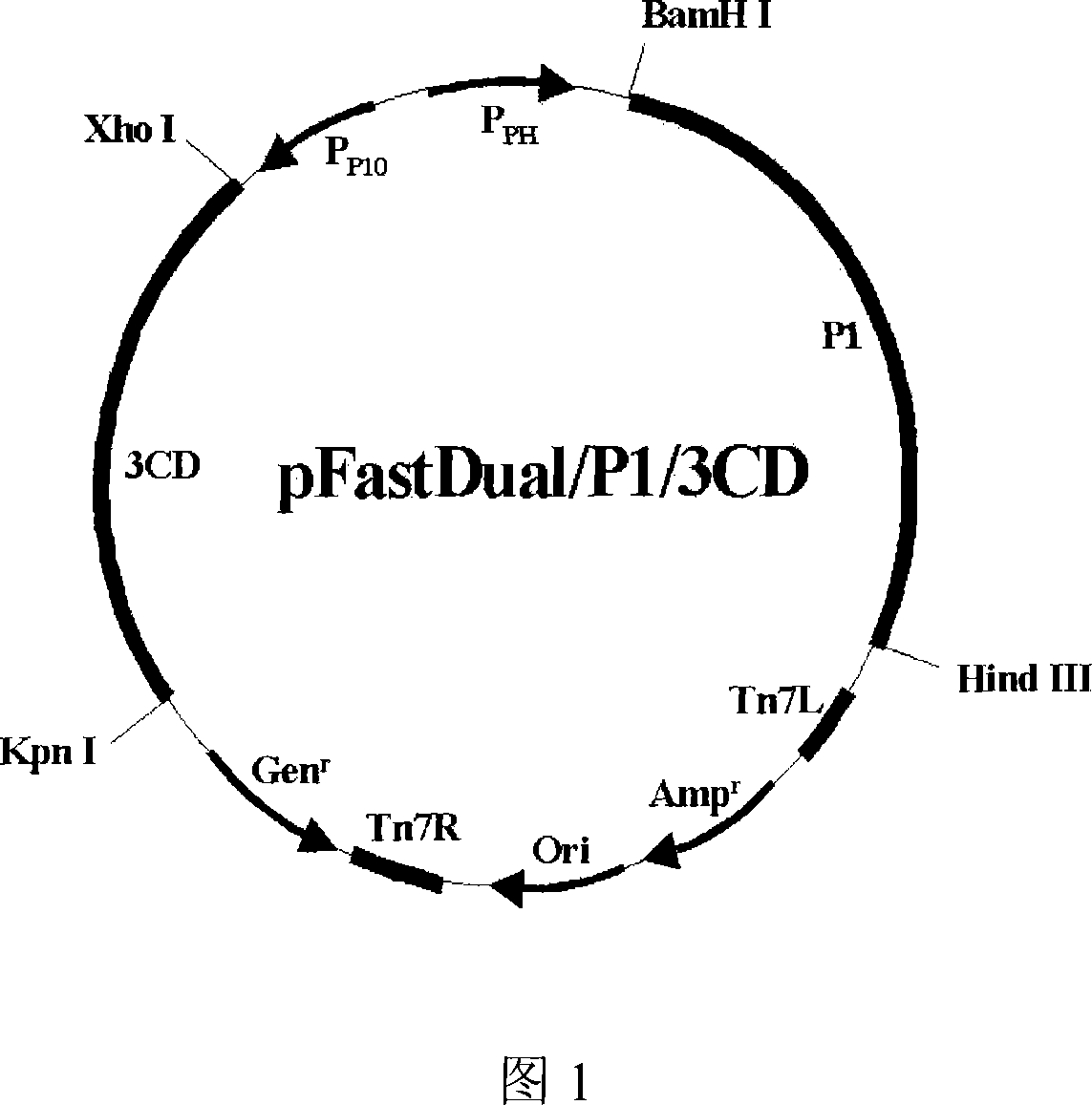 Construct of swine vesicular disease virus like particle using genetic engineering and the method for manufacturing thereof