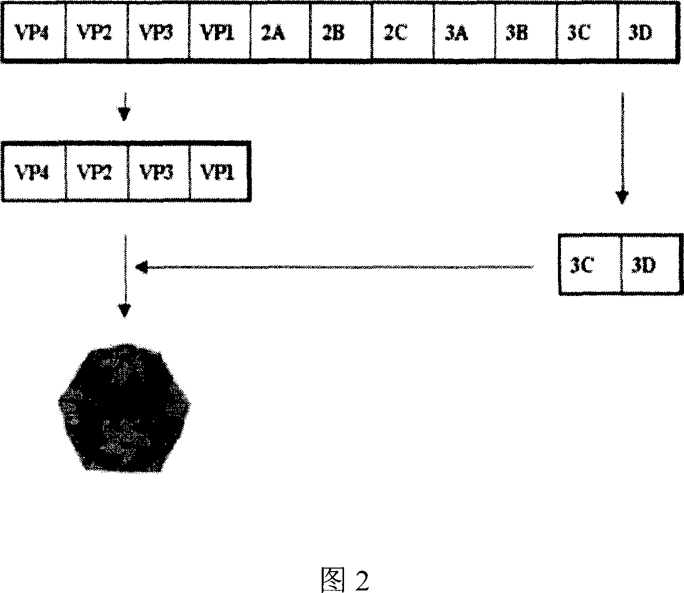 Construct of swine vesicular disease virus like particle using genetic engineering and the method for manufacturing thereof