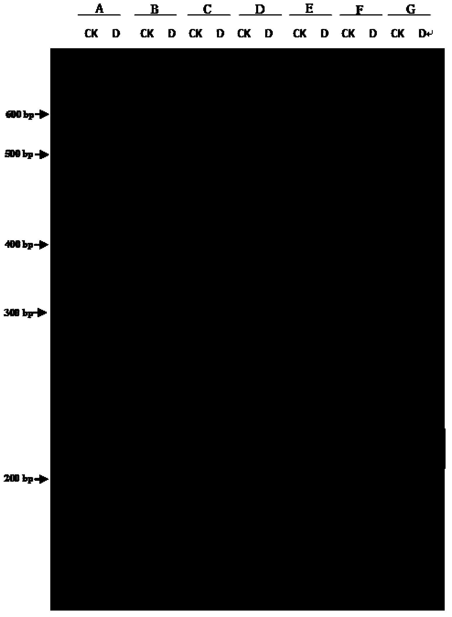 Molecule marker, screening method, kit and application for stress-resistant poplar