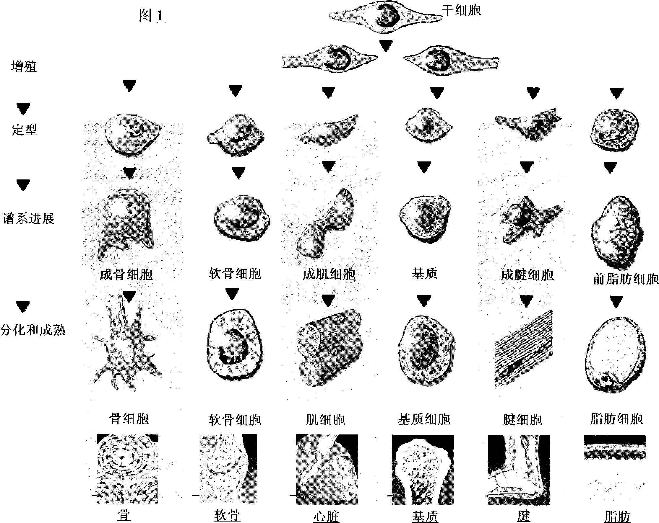 Stem cells for clinical and commercial uses