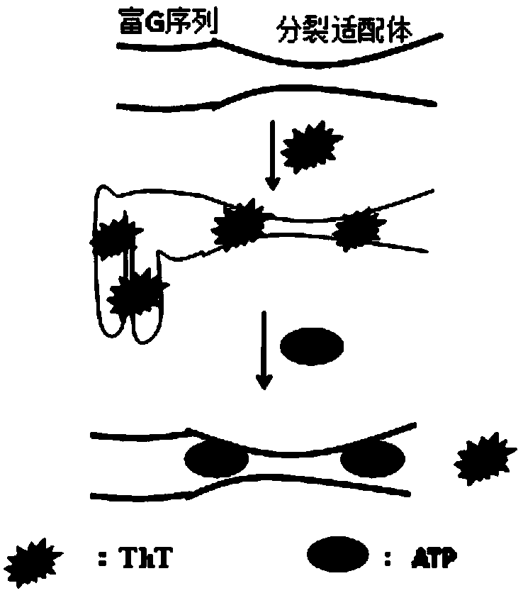 Cracking aptamer sensor for ATP (Adenosine Triphosphate) detection and application thereof