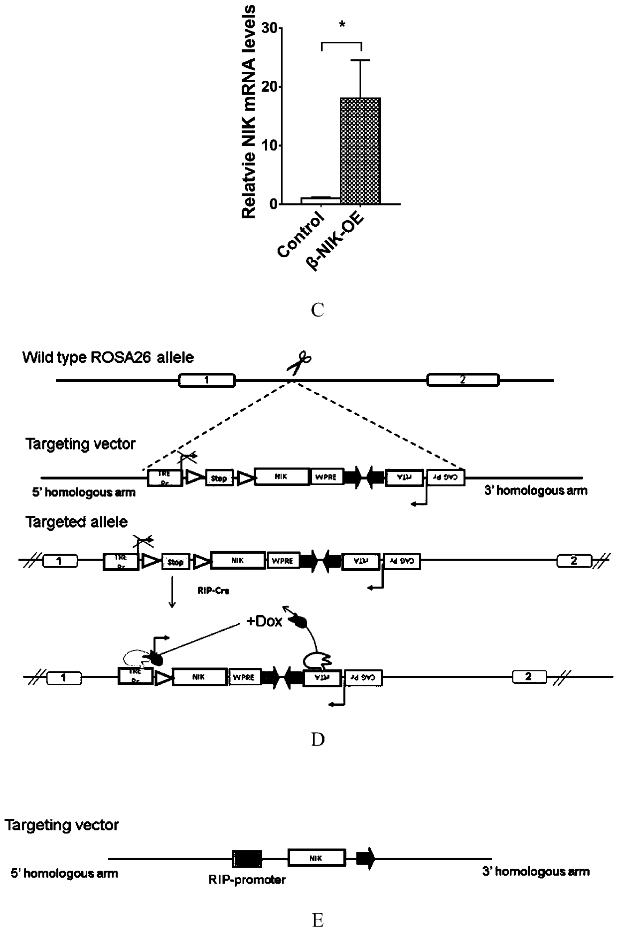 Non-obese diabetic animal model and construction method and application thereof