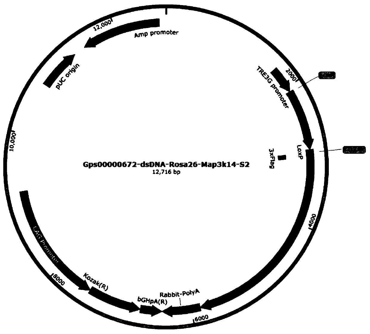 Non-obese diabetic animal model and construction method and application thereof