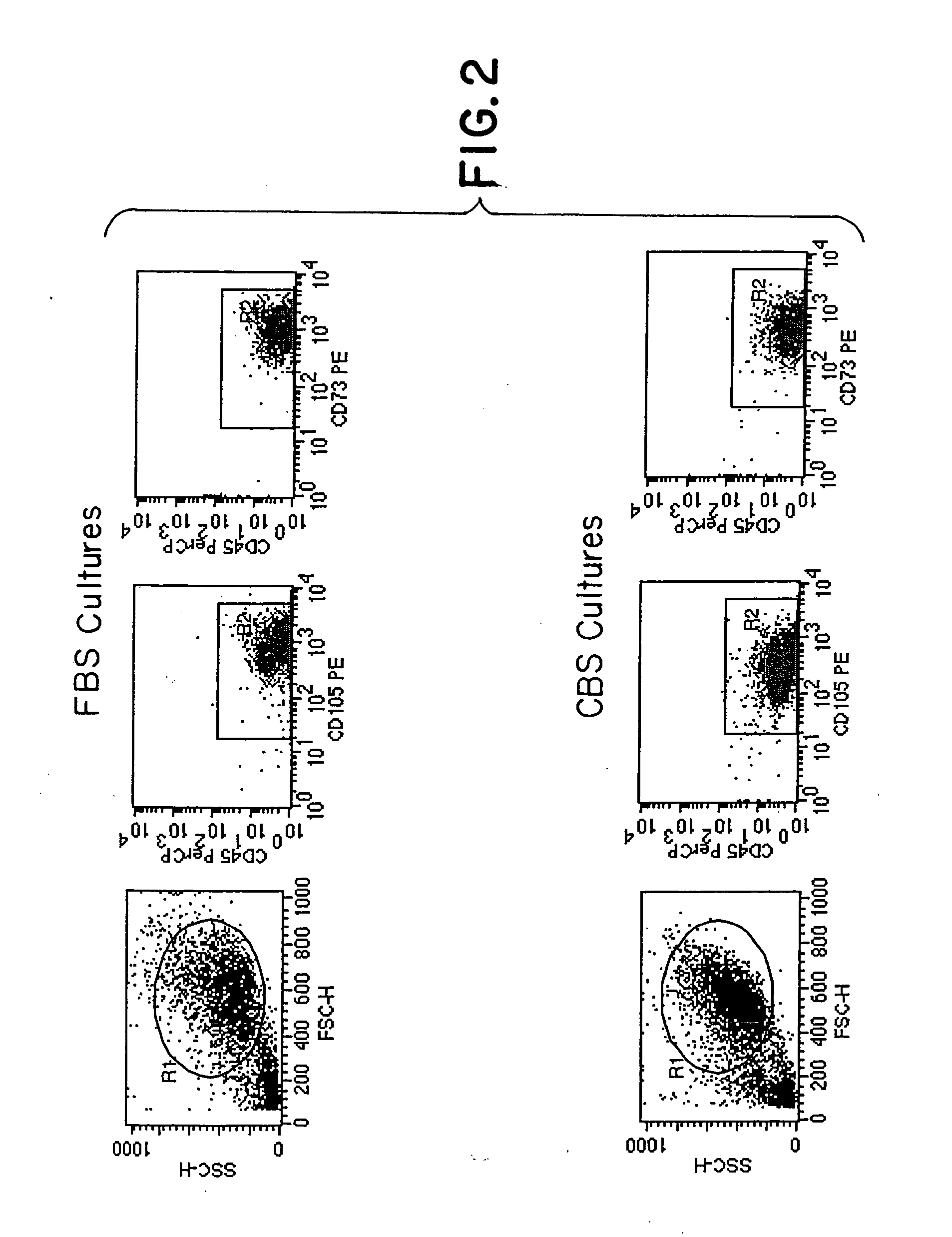 In vitro culture of mesenchymal stem cells (MSC) and a process for the preparation thereof for therapeutic use