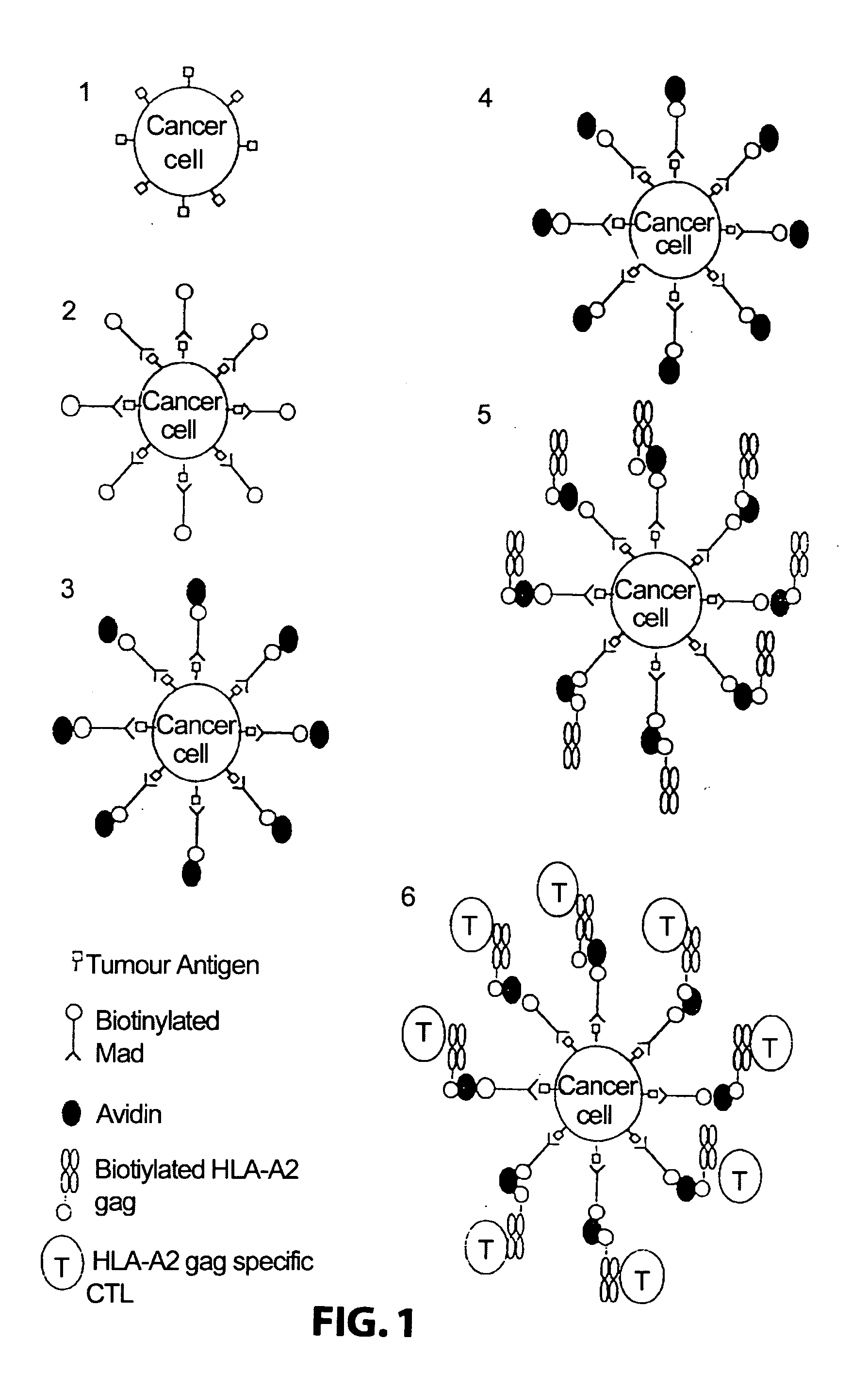 Method for producing cytotoxic T-cells