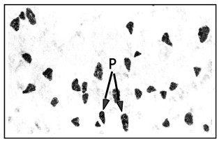 A Histological Method to Distinguish Three Kinds of Muscle Cells in Carp