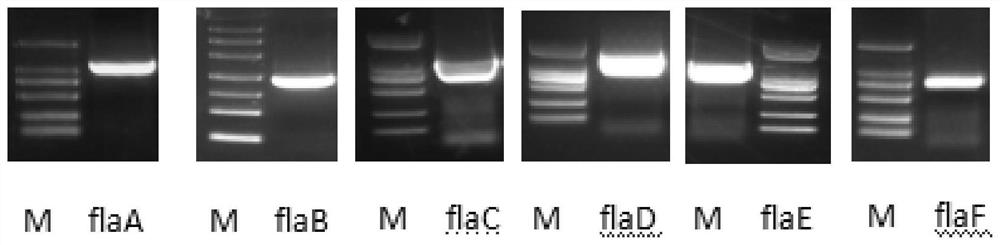 Application of recombinant vibrio parahaemolyticus flagellin in improvement of fish immunity