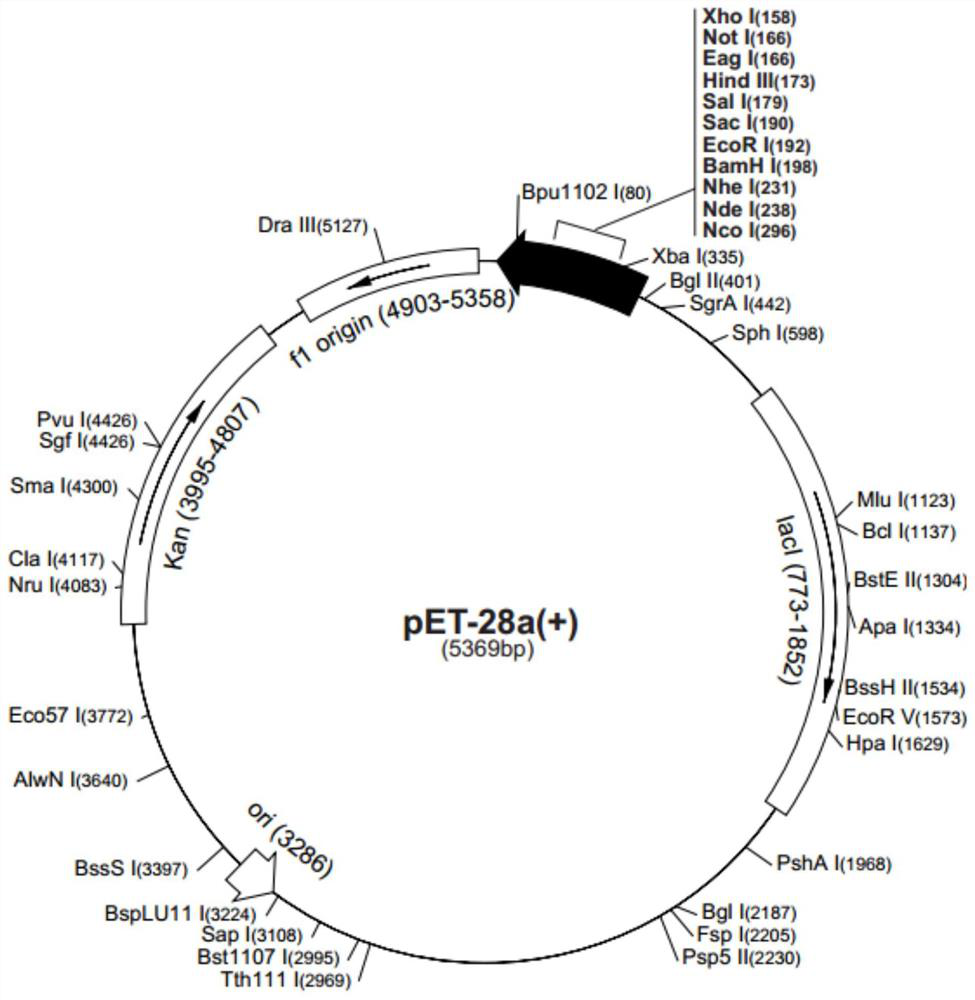 Application of recombinant vibrio parahaemolyticus flagellin in improvement of fish immunity