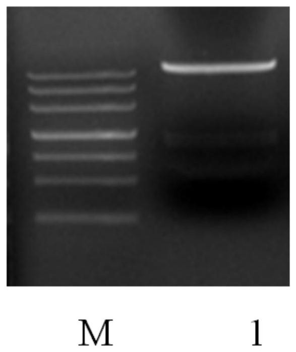 Application of recombinant vibrio parahaemolyticus flagellin in improvement of fish immunity