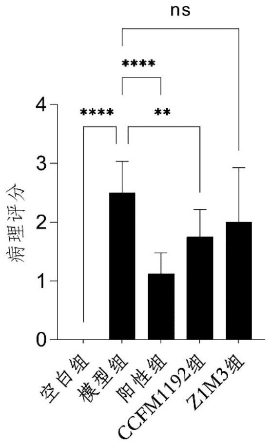 Bifidobacterium longum subsp. Infantis CCFM1192 strain, leavening agent and preparation method and application thereof