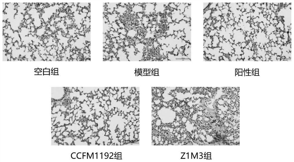 Bifidobacterium longum subsp. Infantis CCFM1192 strain, leavening agent and preparation method and application thereof