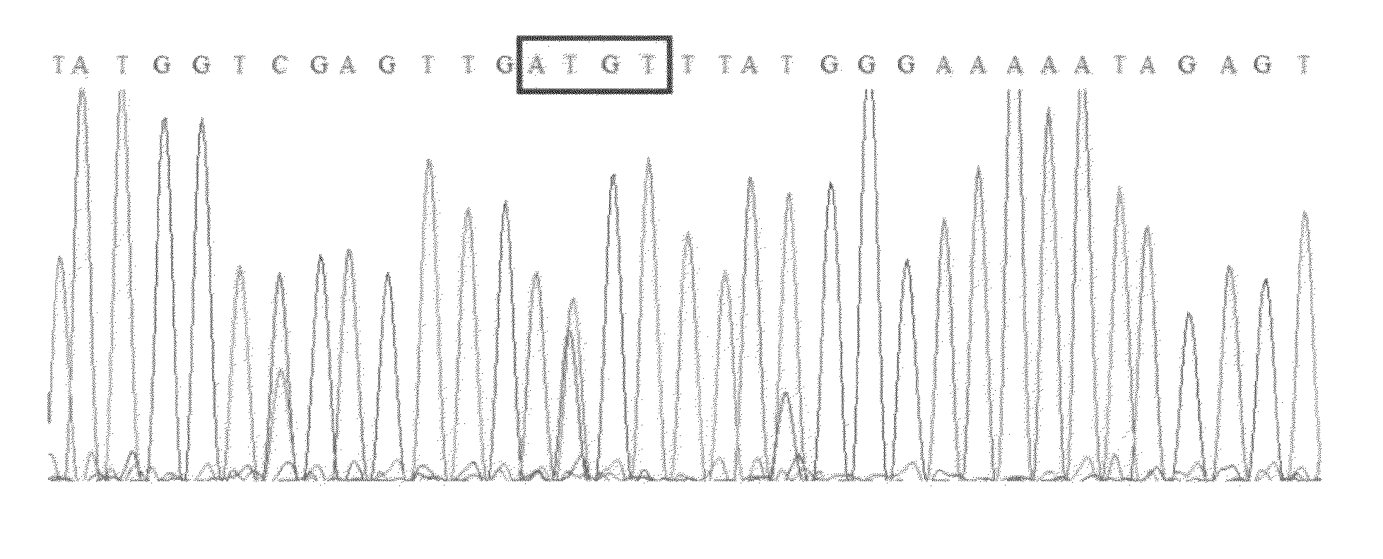 Simple algorithm for quantifying polymorphisms in electropherograms