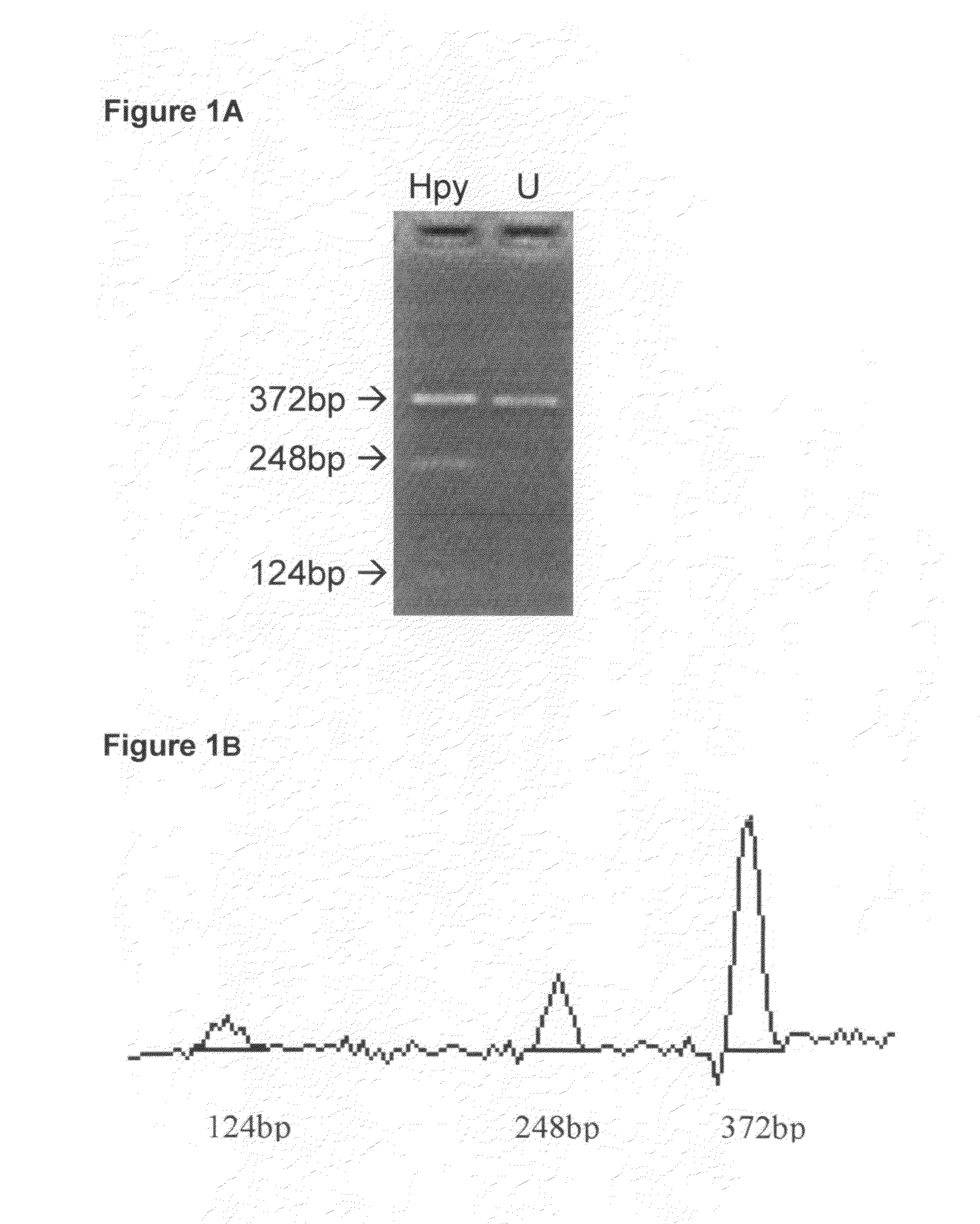 Simple algorithm for quantifying polymorphisms in electropherograms