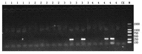 Quantitative detection method of salmonella in soil and assay kit thereof