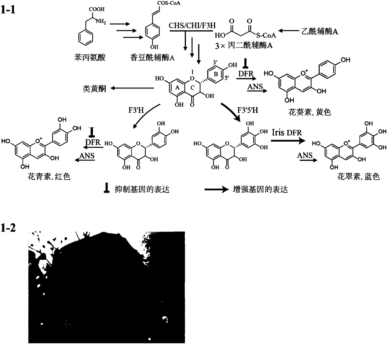 Transgene method for obtaining blue flowers through indigo blue synthesis via glutamine catalysis