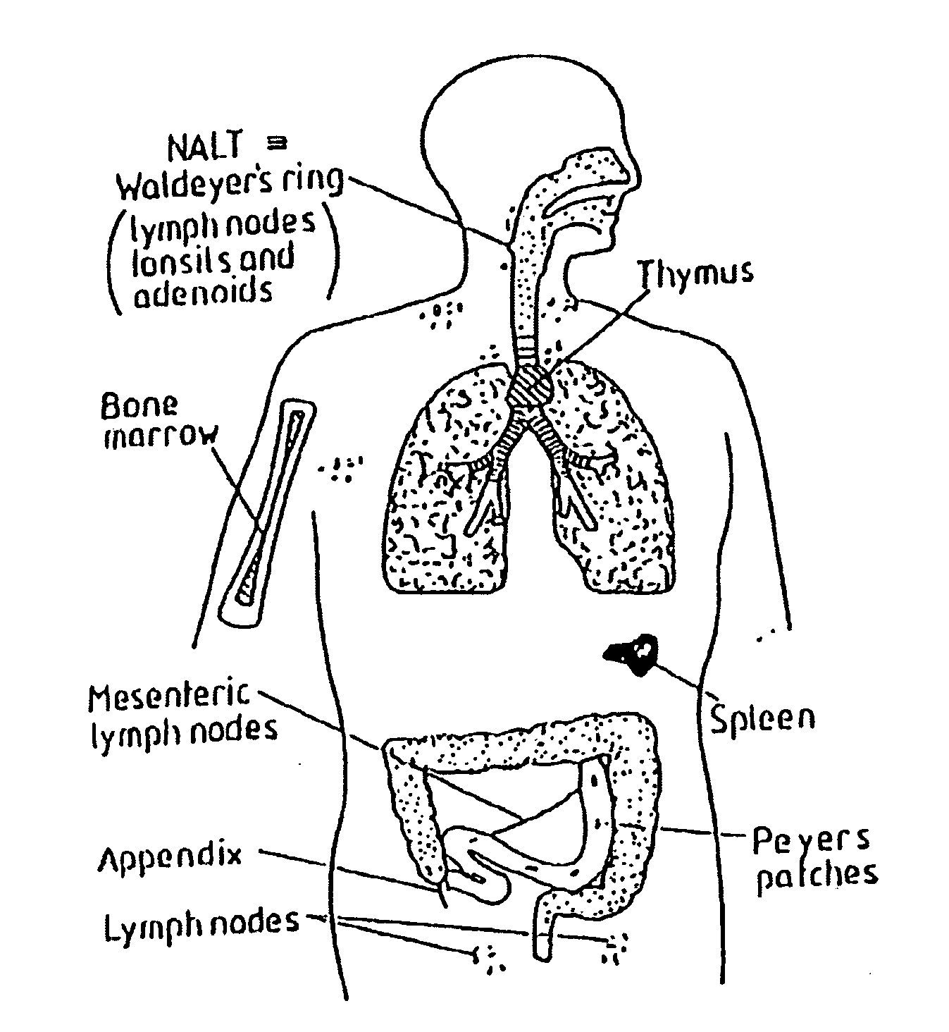 Solid dispersing vaccine composition for oral delivery