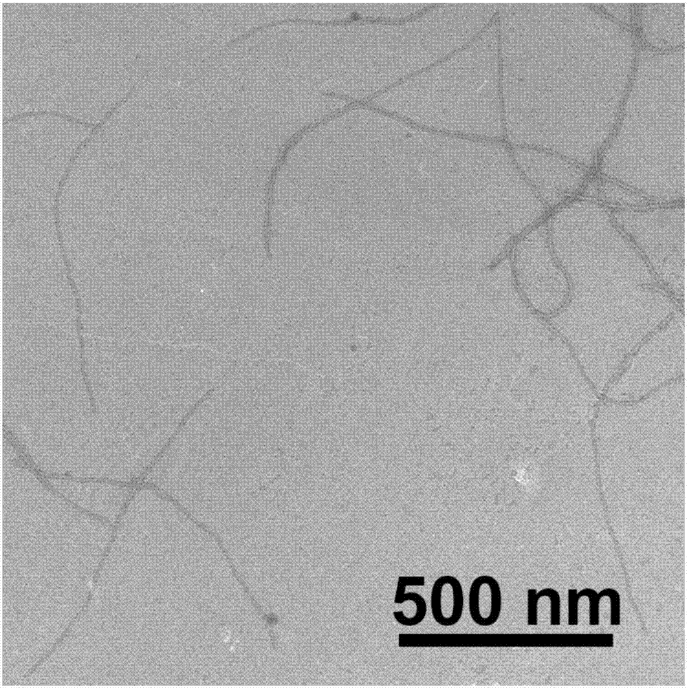 Bifunctional phage and uses thereof