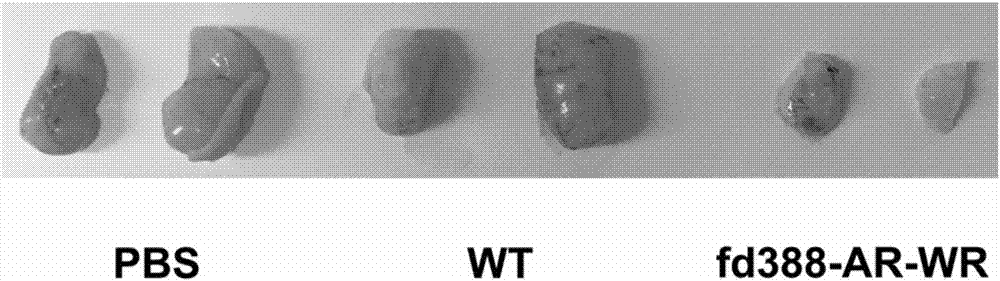 Bifunctional phage and uses thereof