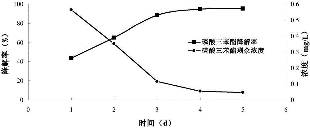 Method for degrading triphenyl phosphate through brevibacillus brevis and application thereof