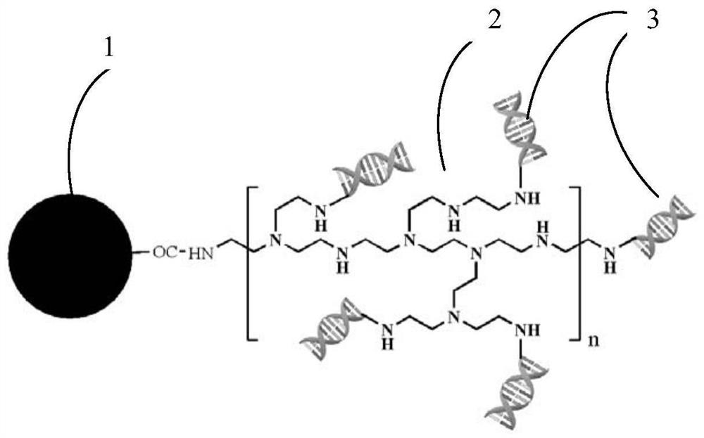 dsDNA immunomagnetic microsphere system, its preparation method and application, and preservation solution