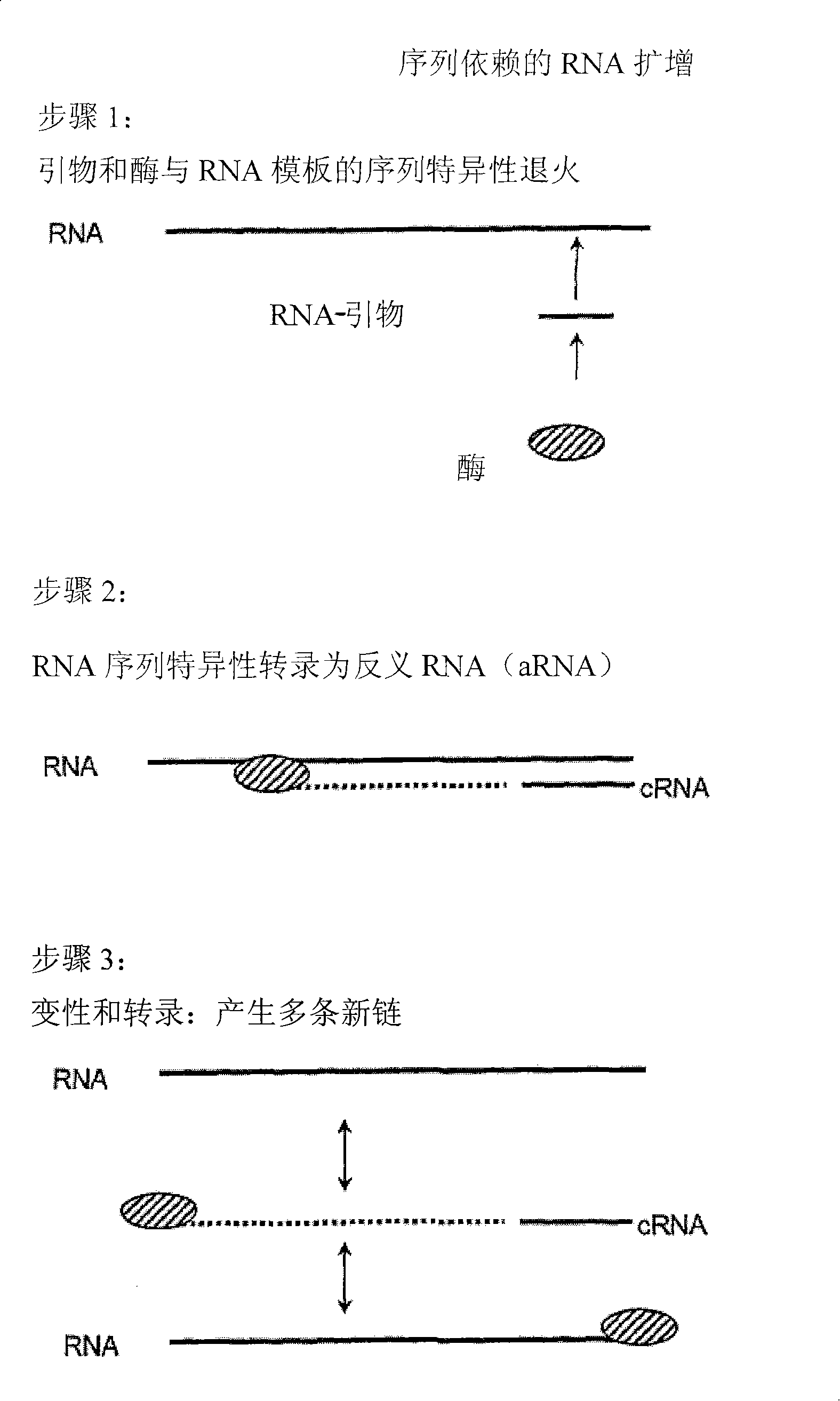 Rna-dependent rna polymerase, methods and kits for the amplification and/or labelling of rna