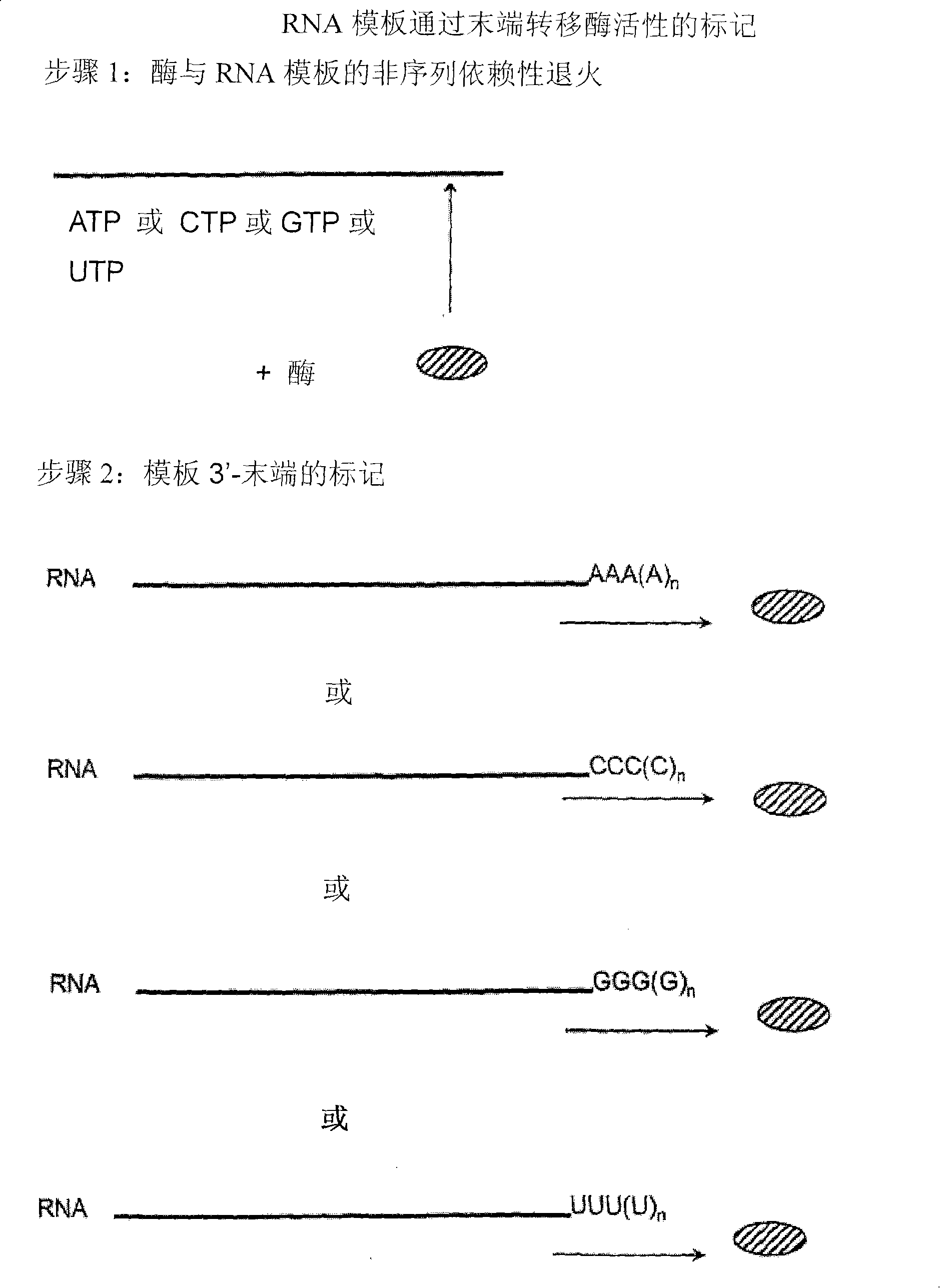 Rna-dependent rna polymerase, methods and kits for the amplification and/or labelling of rna