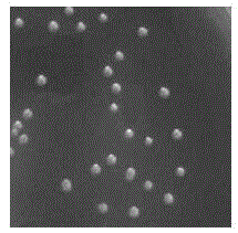 A serratia marcescens strain producing high-purity 2-keto-D-gluconic acid