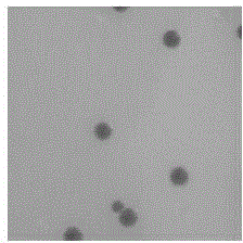 A serratia marcescens strain producing high-purity 2-keto-D-gluconic acid