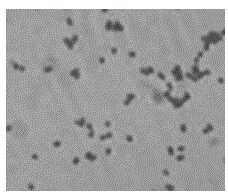 A serratia marcescens strain producing high-purity 2-keto-D-gluconic acid