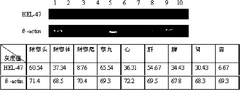 Human epididymal expression sperm binding protein HEL-47 as well as encoding gene and application thereof