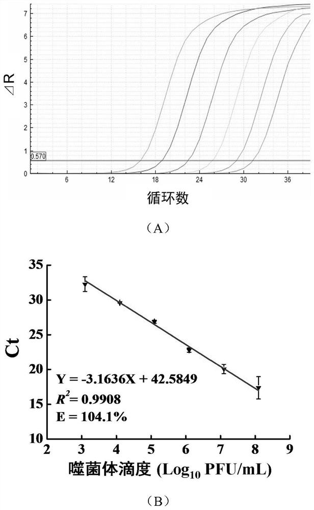 Rapid quantitative detection method capable of specifically identifying survival cells of enterobacter sakazakii and primer thereof