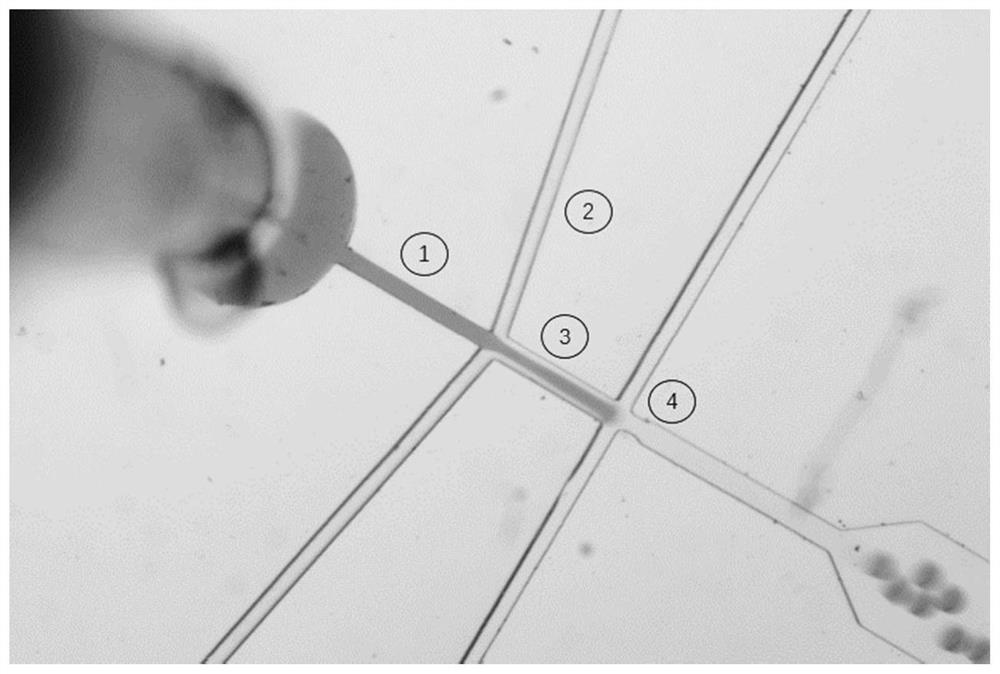 A core-shell structure microsphere and its application for monitoring the mechanical properties and contraction frequency of muscle cells