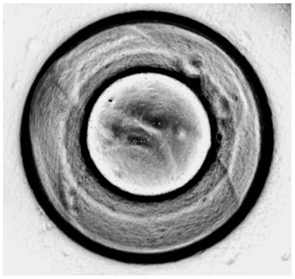 A core-shell structure microsphere and its application for monitoring the mechanical properties and contraction frequency of muscle cells