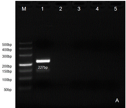 Primers, kit and preparation method for detecting vesicular stomatitis virus