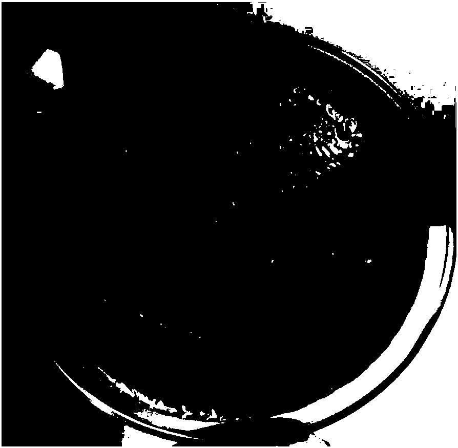 Proteus for reducing Fe(III) in clay mineral and application thereof in inhibition of expansibility of clay