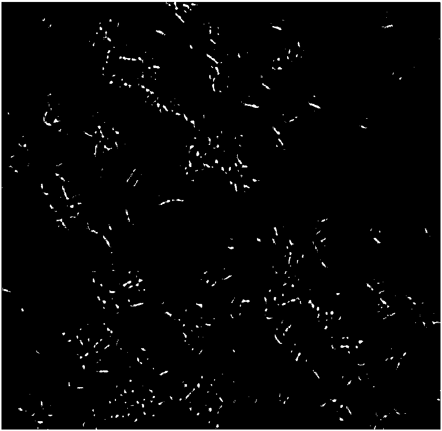 Proteus for reducing Fe(III) in clay mineral and application thereof in inhibition of expansibility of clay