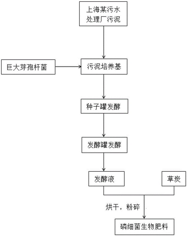 Application of Bacillus megaterium to treatment of municipal sludge and method for producing biological organic fertilizer from Bacillus megaterium