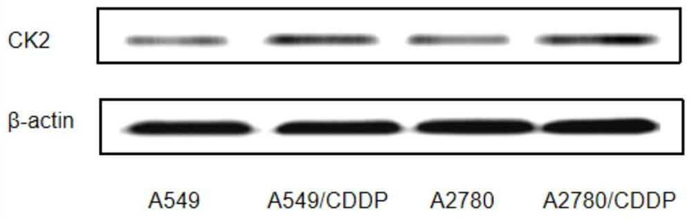 An antitumor compound capable of overcoming cisplatin resistance and its preparation and application