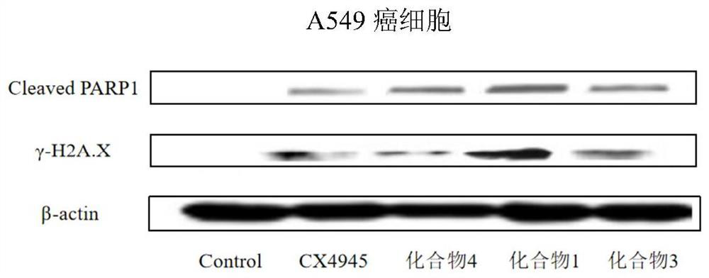 An antitumor compound capable of overcoming cisplatin resistance and its preparation and application