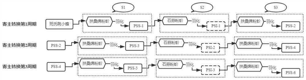 Method for optimizing population structure of Aenasius bambawalei through host conversion mode