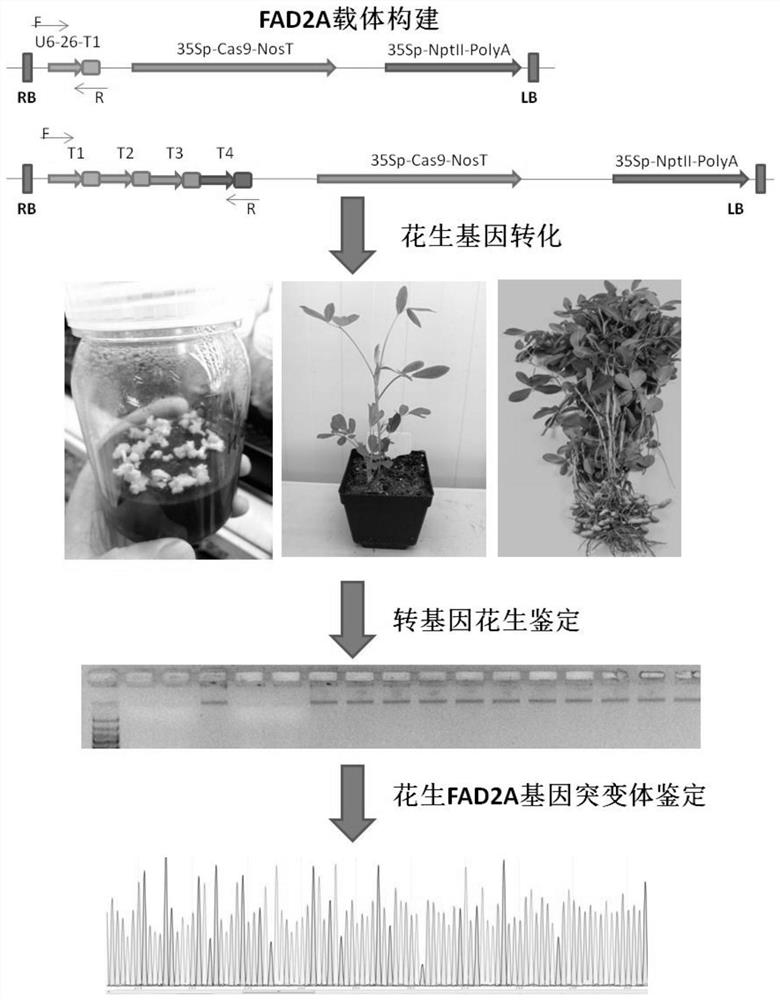 Preparation method of peanut mutant, peanut mutant gene, protein encoded by peanut mutant gene and application