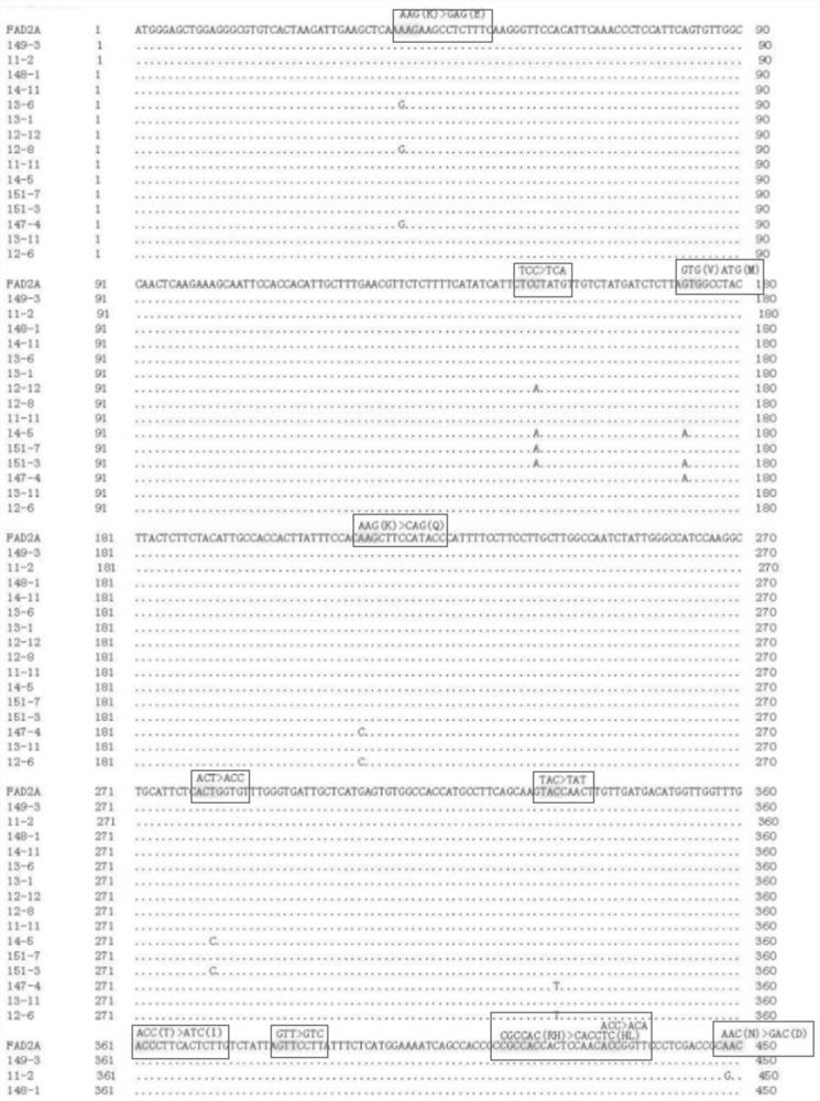 Preparation method of peanut mutant, peanut mutant gene, protein encoded by peanut mutant gene and application