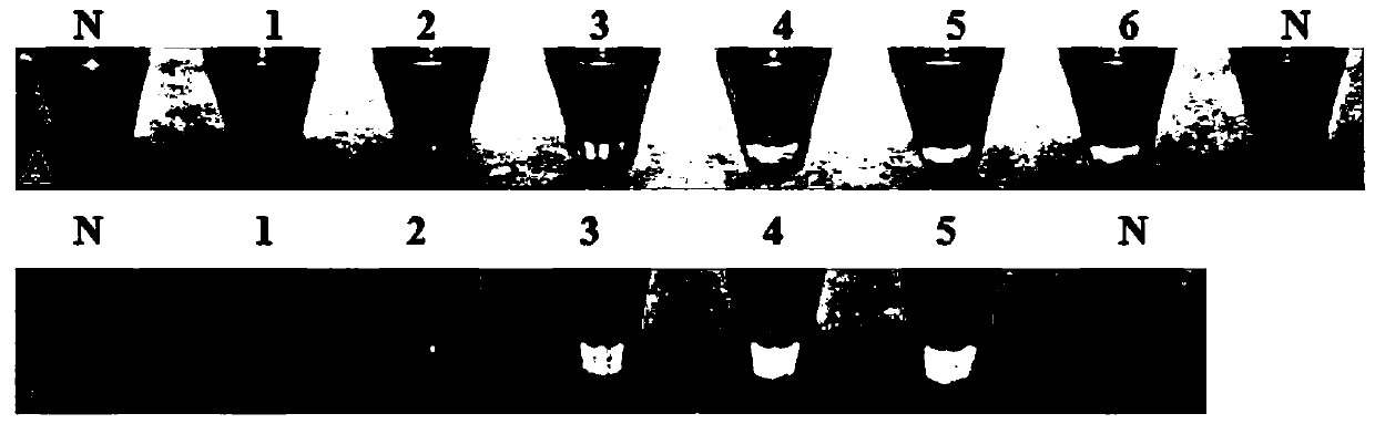 Apple stem groove virus visual detection system based on CRISPR-Cas12a technology and detection method thereof