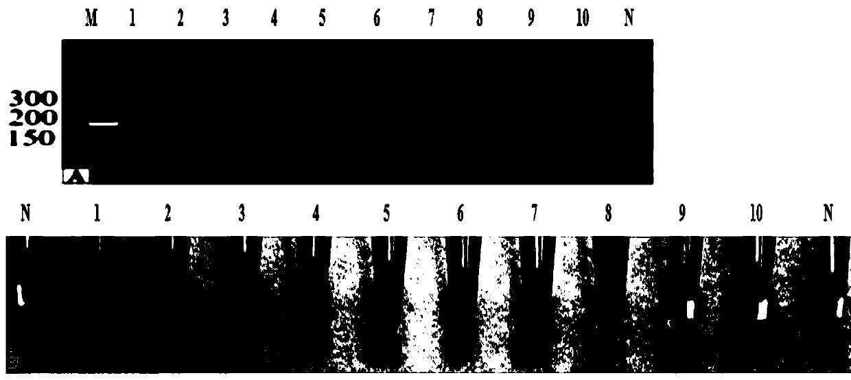 Apple stem groove virus visual detection system based on CRISPR-Cas12a technology and detection method thereof