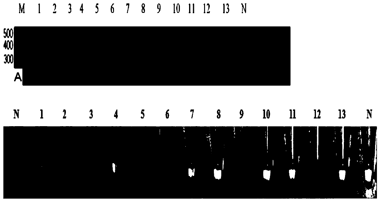 Apple stem groove virus visual detection system based on CRISPR-Cas12a technology and detection method thereof