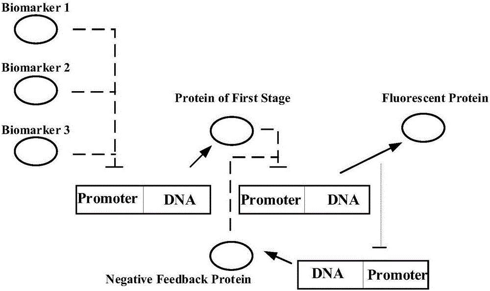 Cerebral stroke warning genetic circuit model