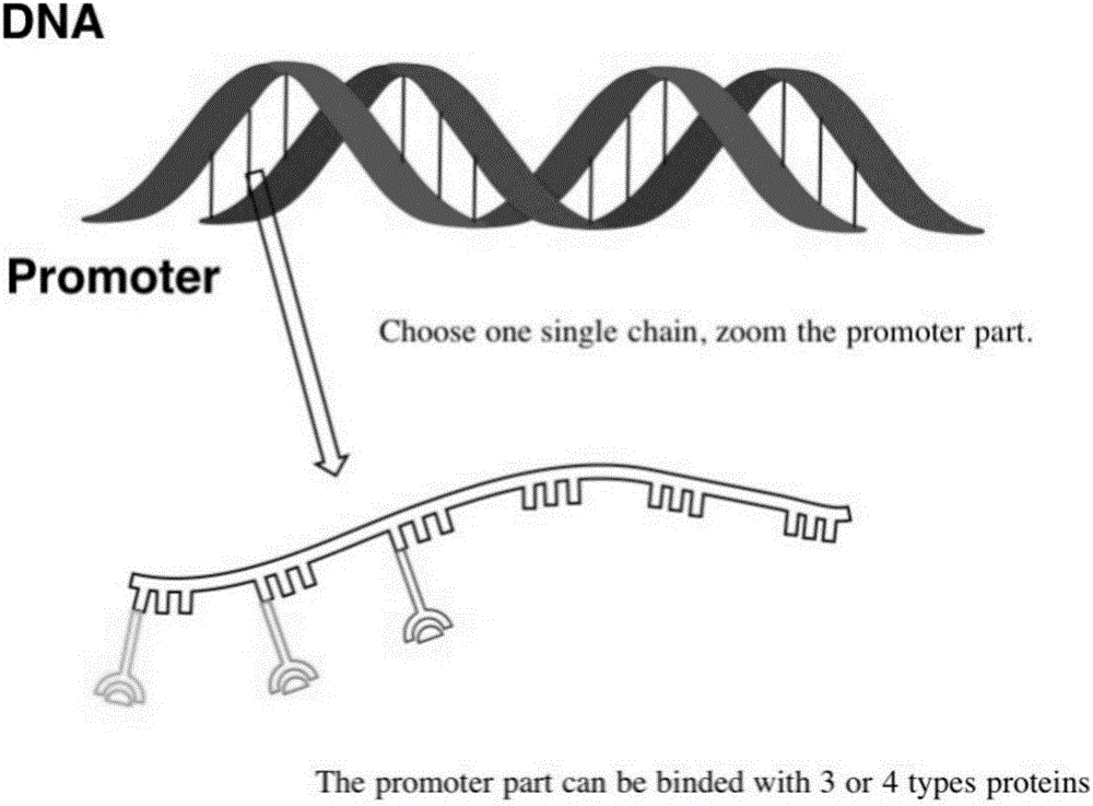 Cerebral stroke warning genetic circuit model